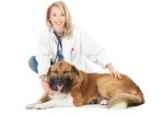 Vergleich Hundeversicherung Hundeversicherungen Online